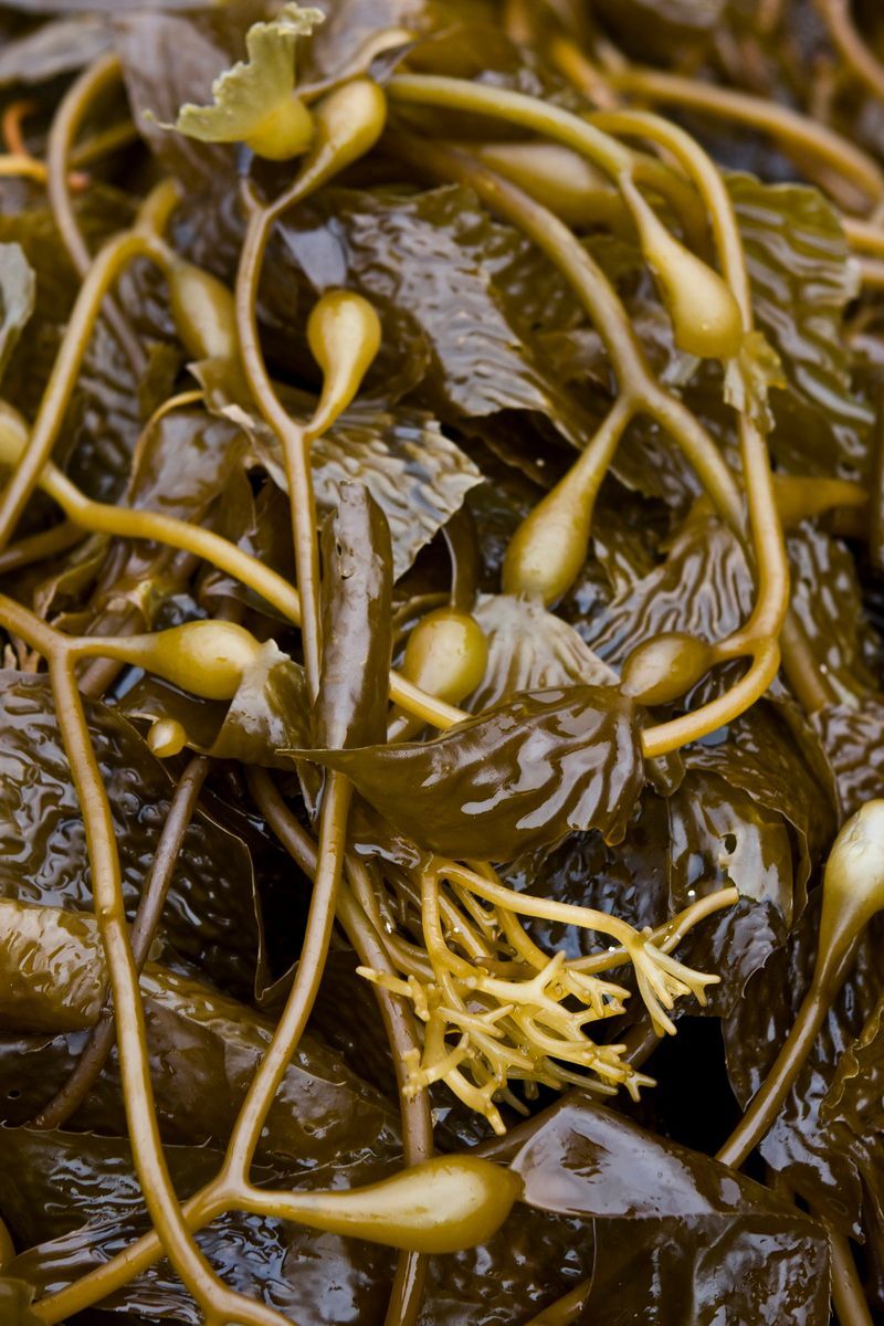 Trekking, Backpacking, Patagonien, Argentinien, Chile, Südamerika, Hielo Sur, Feuerland, Kelp