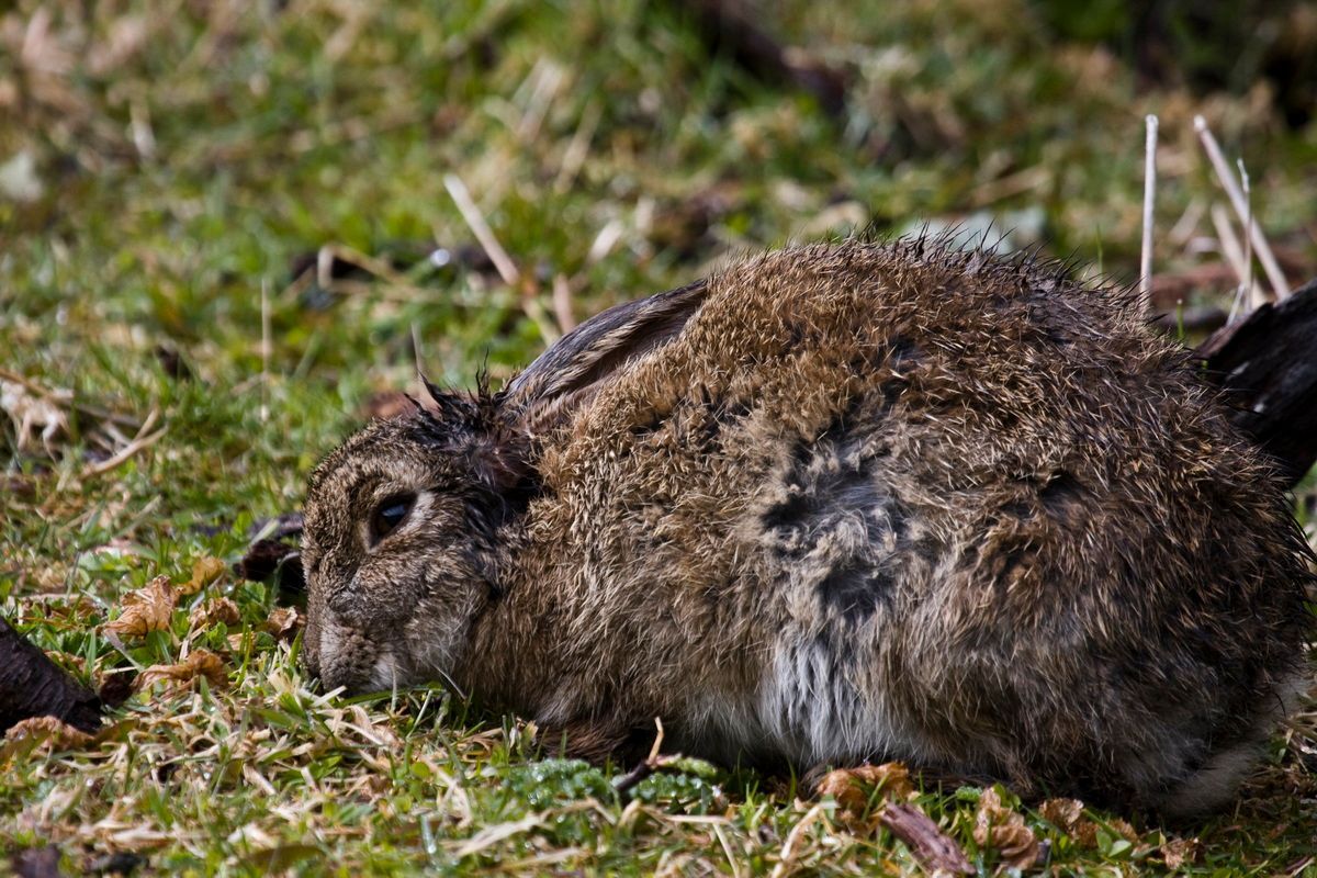 Trekking, Backpacking, Patagonien, Argentinien, Chile, Südamerika, Hielo Sur, Feuerland, Wildhase