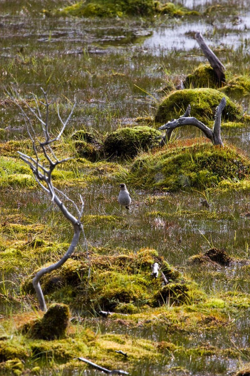 Trekking, Backpacking, Patagonien, Argentinien, Chile, Südamerika, Hielo Sur, Feuerland, Sumpf