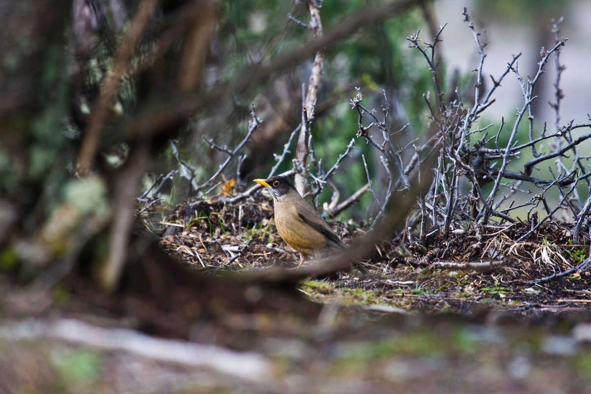 Trekking, Backpacking, Patagonien, Argentinien, Chile, Südamerika, Hielo Sur, Feuerland, Vogel