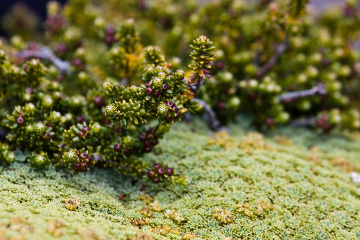 Trekking, Backpacking, Patagonien, Argentinien, Chile, Südamerika, Hielo Sur, Feuerland,