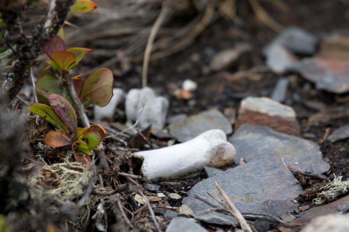 Trekking, Backpacking, Patagonien, Argentinien, Chile, Südamerika, Hielo Sur, Feuerland, Knochen