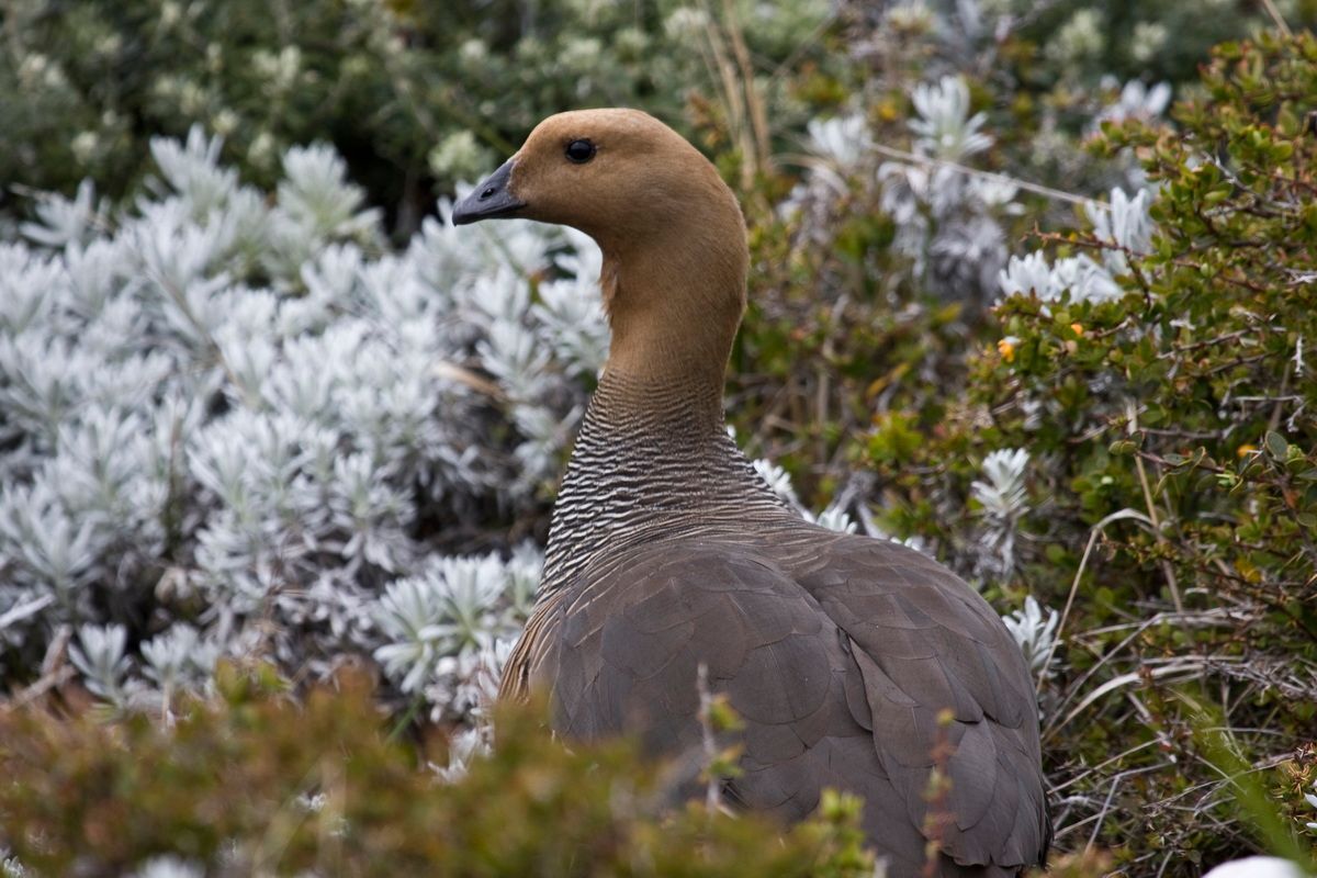Trekking, Backpacking, Patagonien, Argentinien, Chile, Südamerika, Hielo Sur, Feuerland, Gans