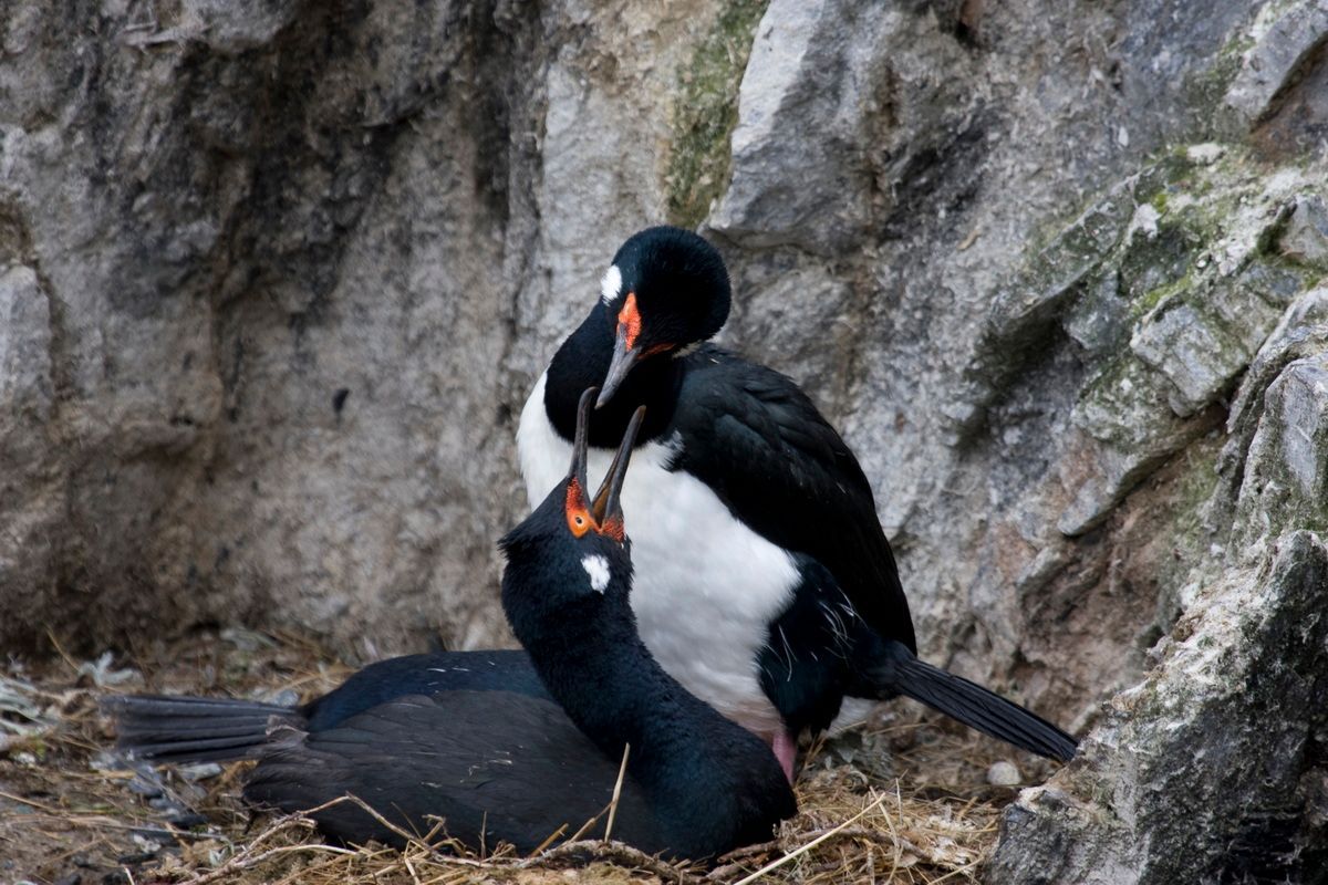 Trekking, Backpacking, Patagonien, Argentinien, Chile, Südamerika, Hielo Sur, Feuerland, Kormorane, Nest
