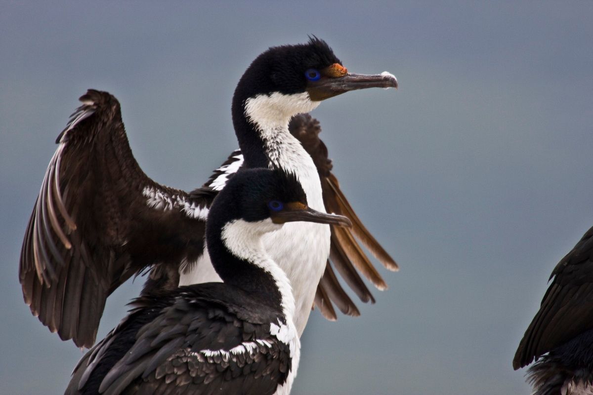 Trekking, Backpacking, Patagonien, Argentinien, Chile, Südamerika, Hielo Sur, Feuerland, Kormorane