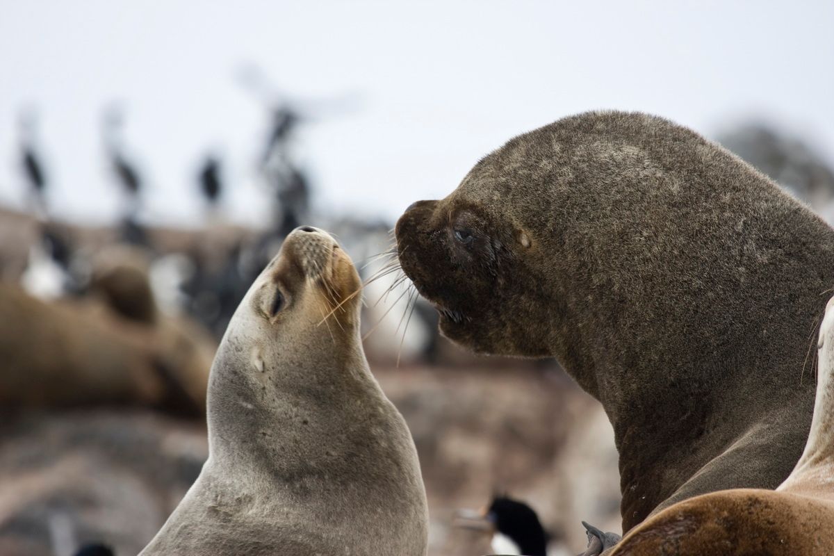 Trekking, Backpacking, Patagonien, Argentinien, Chile, Südamerika, Hielo Sur, Feuerland, Seelöwen