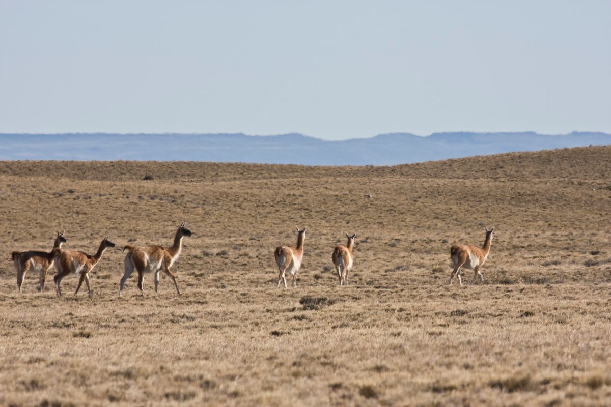 Trekking, Backpacking, Patagonien, Argentinien, Chile, Südamerika, Hielo Sur, Feuerland, Guanako