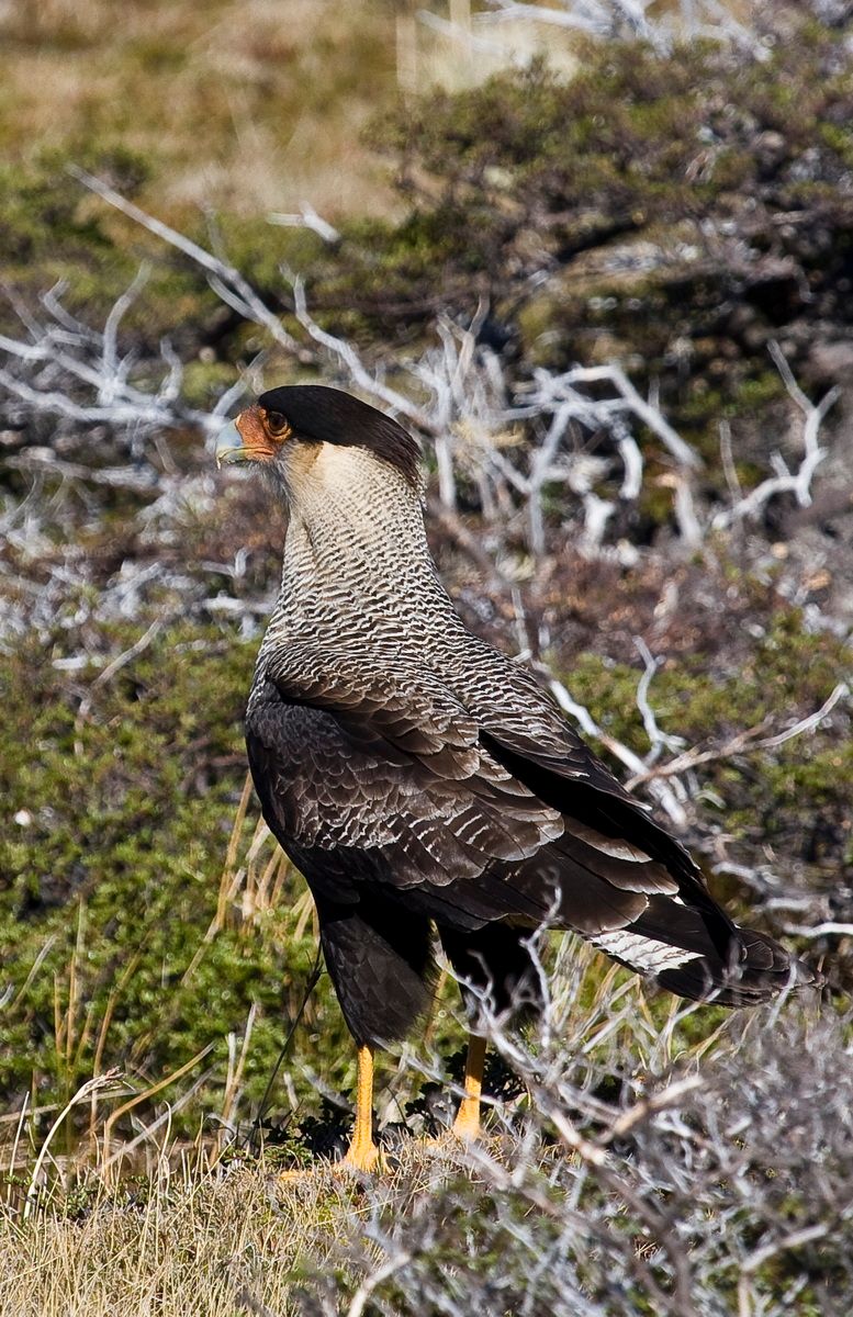 Trekking, Backpacking, Patagonien, Argentinien, Chile, Südamerika, Hielo Sur, Feuerland, Adler