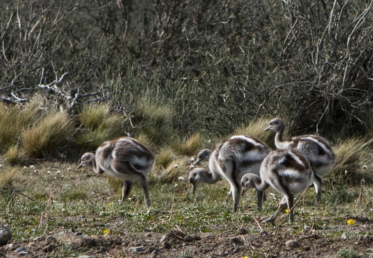 Trekking, Backpacking, Patagonien, Argentinien, Chile, Südamerika, Hielo Sur, Feuerland, Nandu
