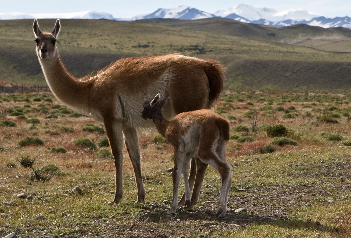 Trekking, Backpacking, Patagonien, Argentinien, Chile, Südamerika, Hielo Sur, Feuerland, Guanako