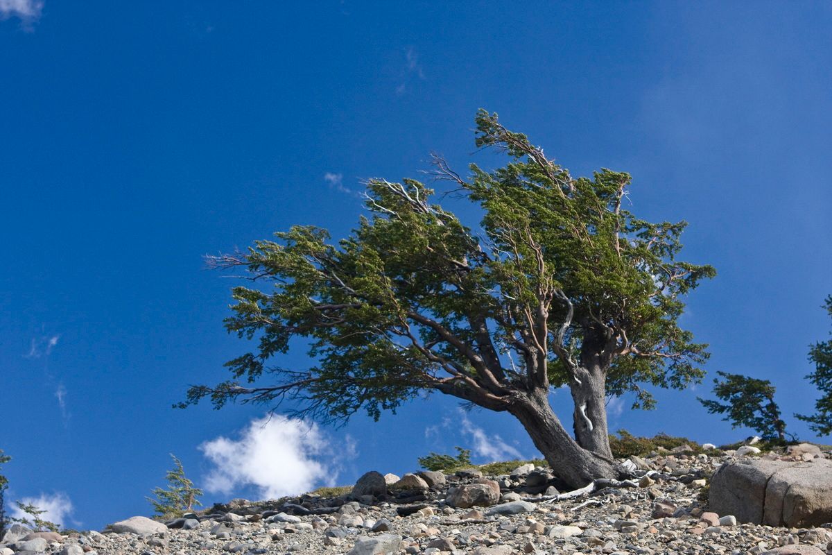 Trekking, Backpacking, Patagonien, Argentinien, Chile, Südamerika, Hielo Sur, Feuerland, Nandu