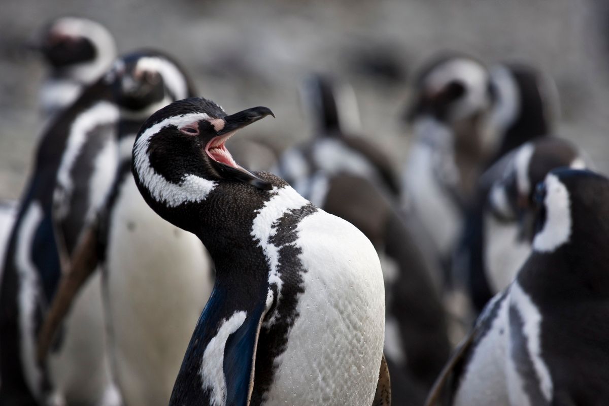 Trekking, Backpacking, Patagonien, Argentinien, Chile, Südamerika, Hielo Sur, Feuerland, Pinguin, Magellan