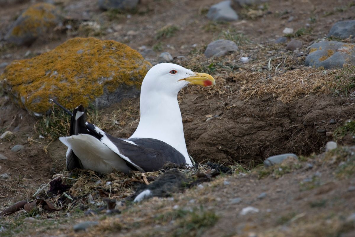 Trekking, Backpacking, Patagonien, Argentinien, Chile, Südamerika, Hielo Sur, Feuerland, Möwe