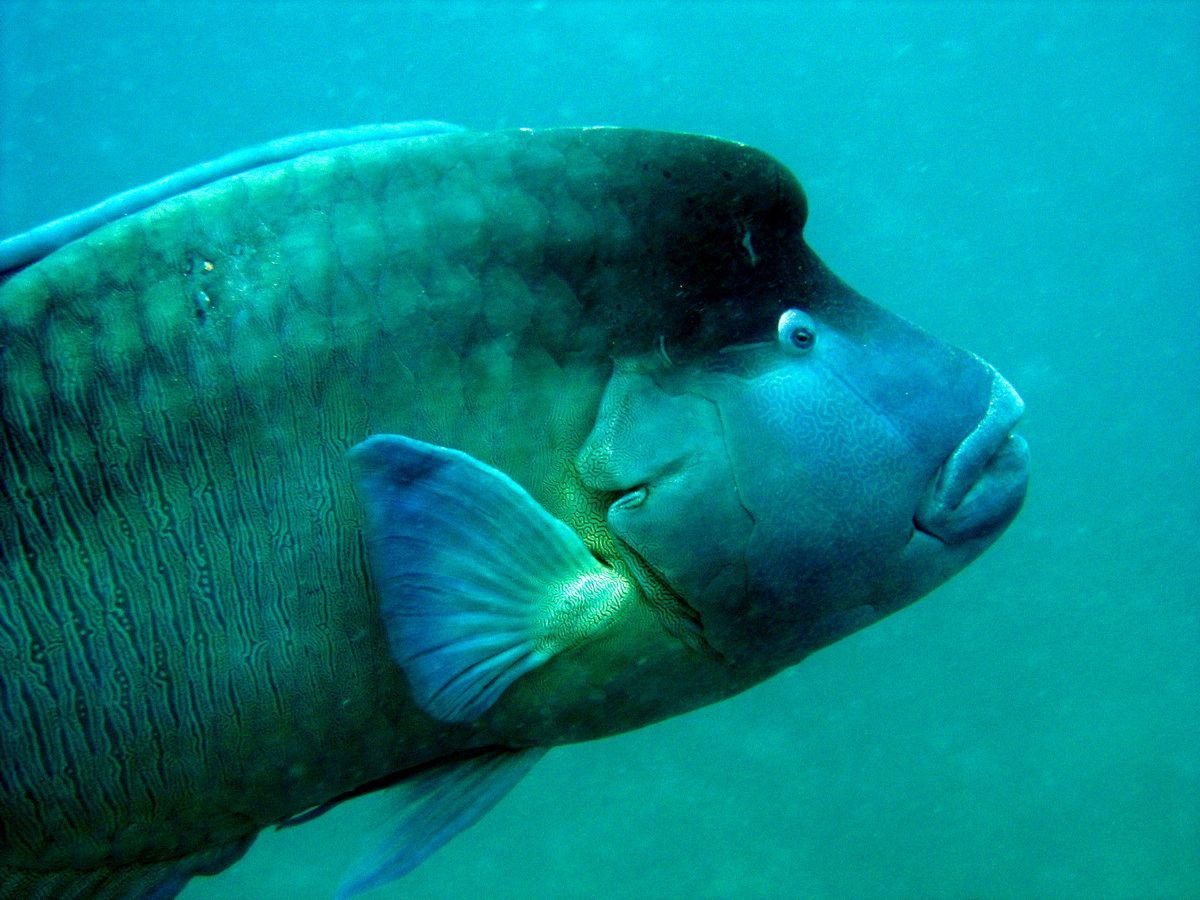 Australien, Tauchen, Scubadiving,