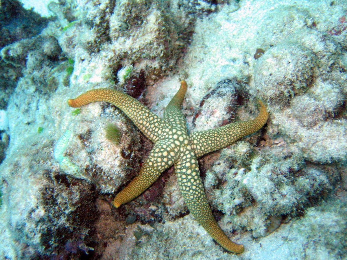 Australien, Tauchen, Scubadiving, Yongala, Wrack, Townsville, Seestern