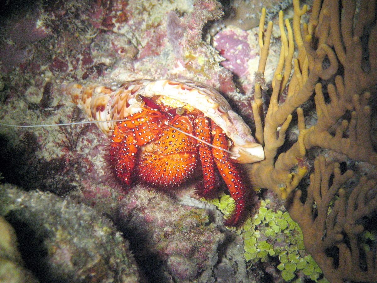 Australien, Tauchen, Scubadiving, Einsiedlerkrebs