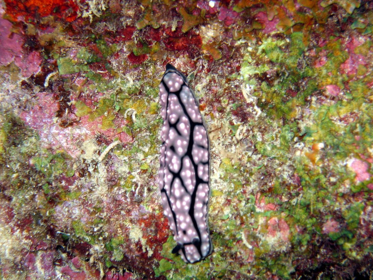 Australien, Tauchen, Scubadiving, Yongala, Wrack, Townsville, Night Dive