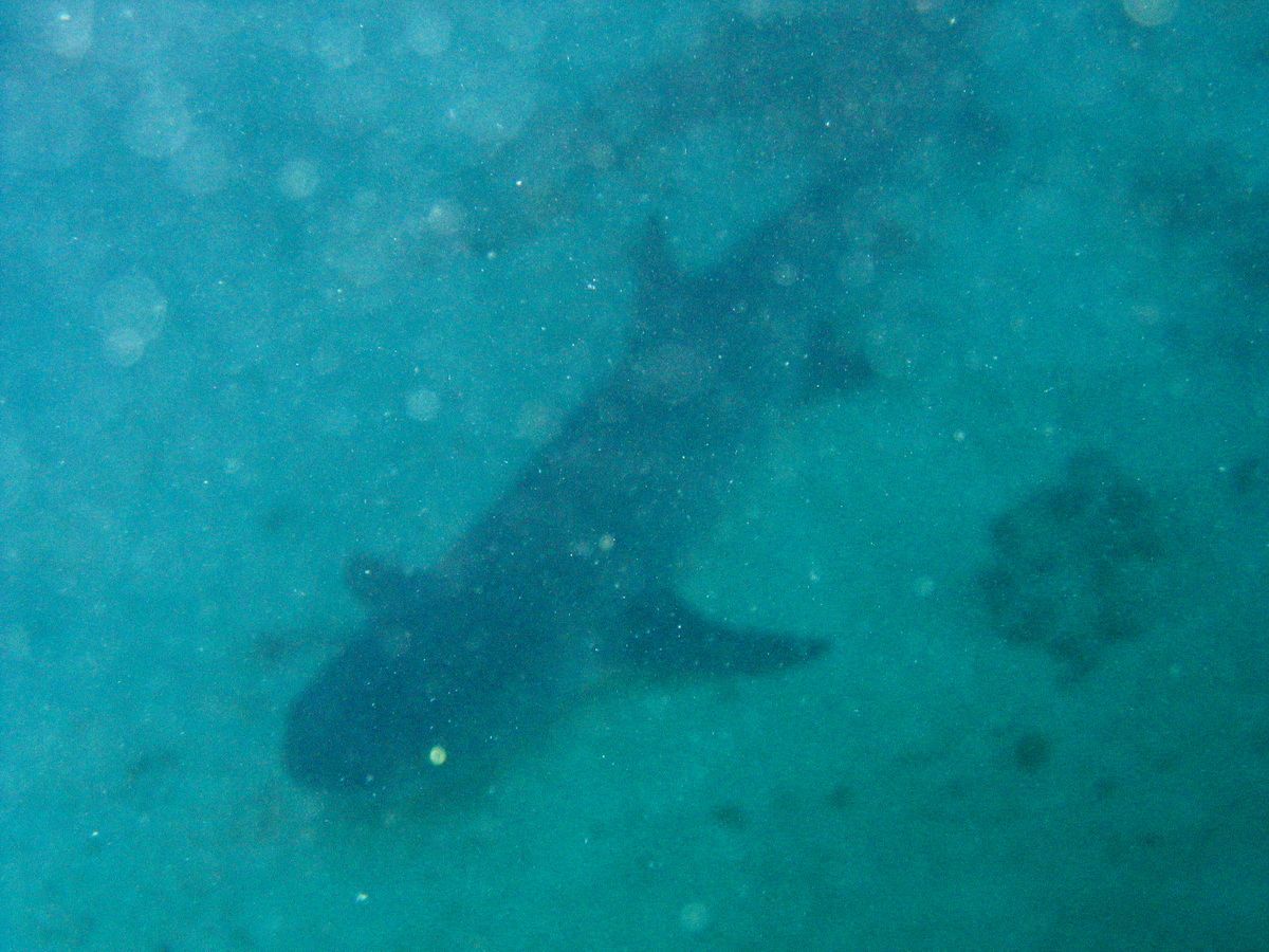 Hai, Australien, Tauchen, Scubadiving, Yongala, Wrack, Townsville