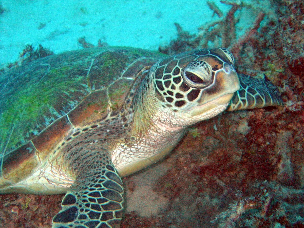 Schildkröte, Australien, Tauchen, Scubadiving, Great Bareer Reef