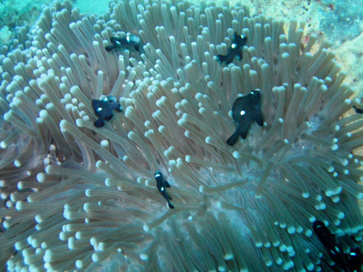 Tauchen, Scubadiving, Korallen, Riff, Sporttauchen, Open Water, Meer