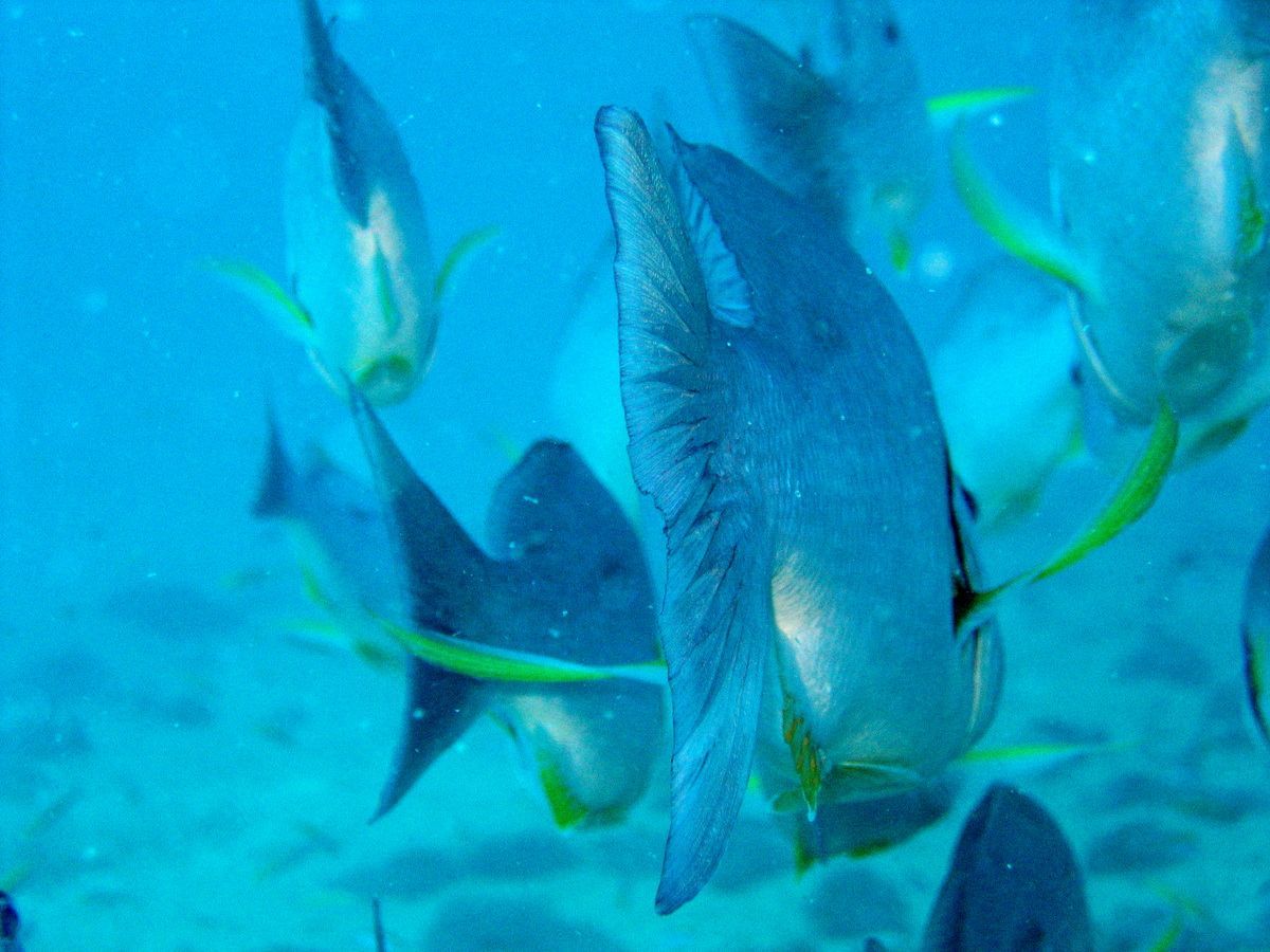Australien, Tauchen, Scubadiving, Great Bareer Reef