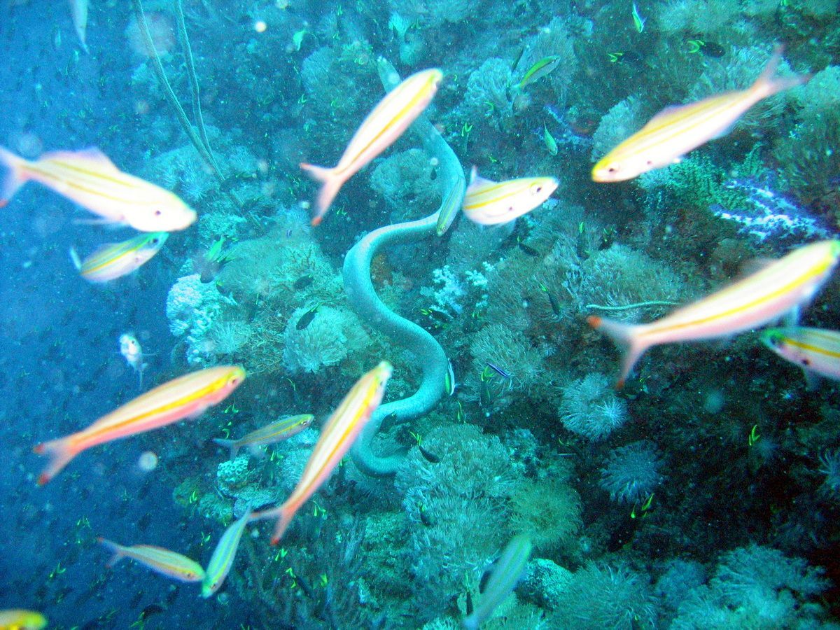 Australien, Tauchen, Scubadiving, Great Bareer Reef