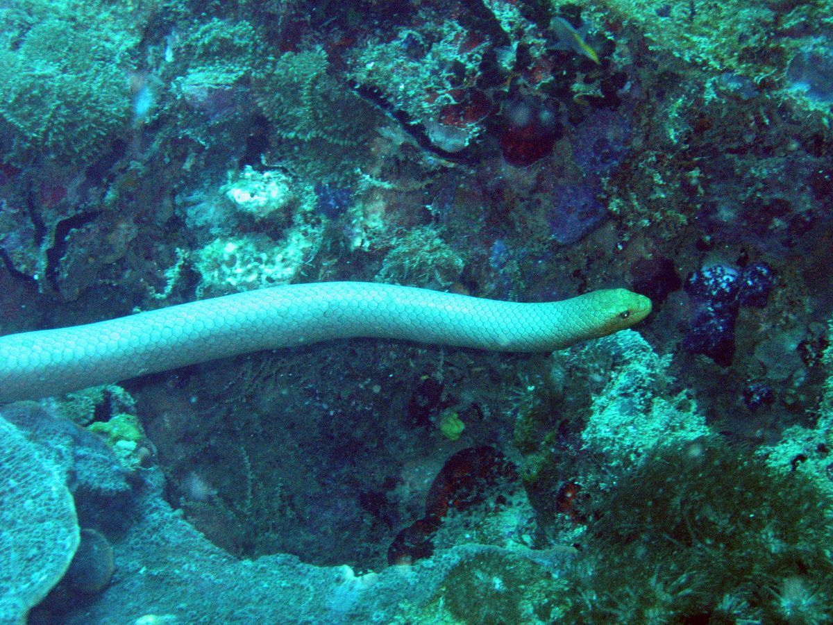 Seeschlange, Australien, Tauchen, Scubadiving, Great Bareer Reef