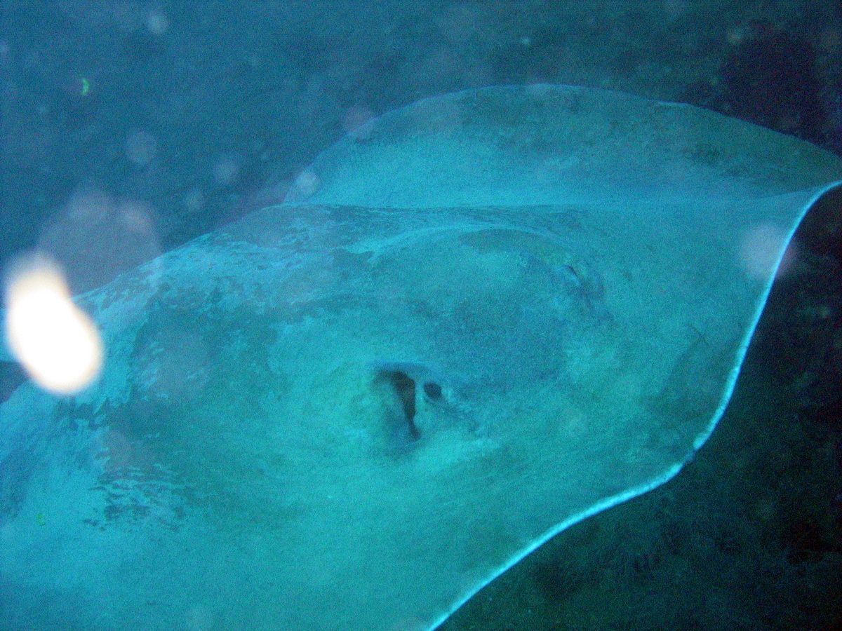 Rochen, Australien, Tauchen, Scubadiving, Great Bareer Reef