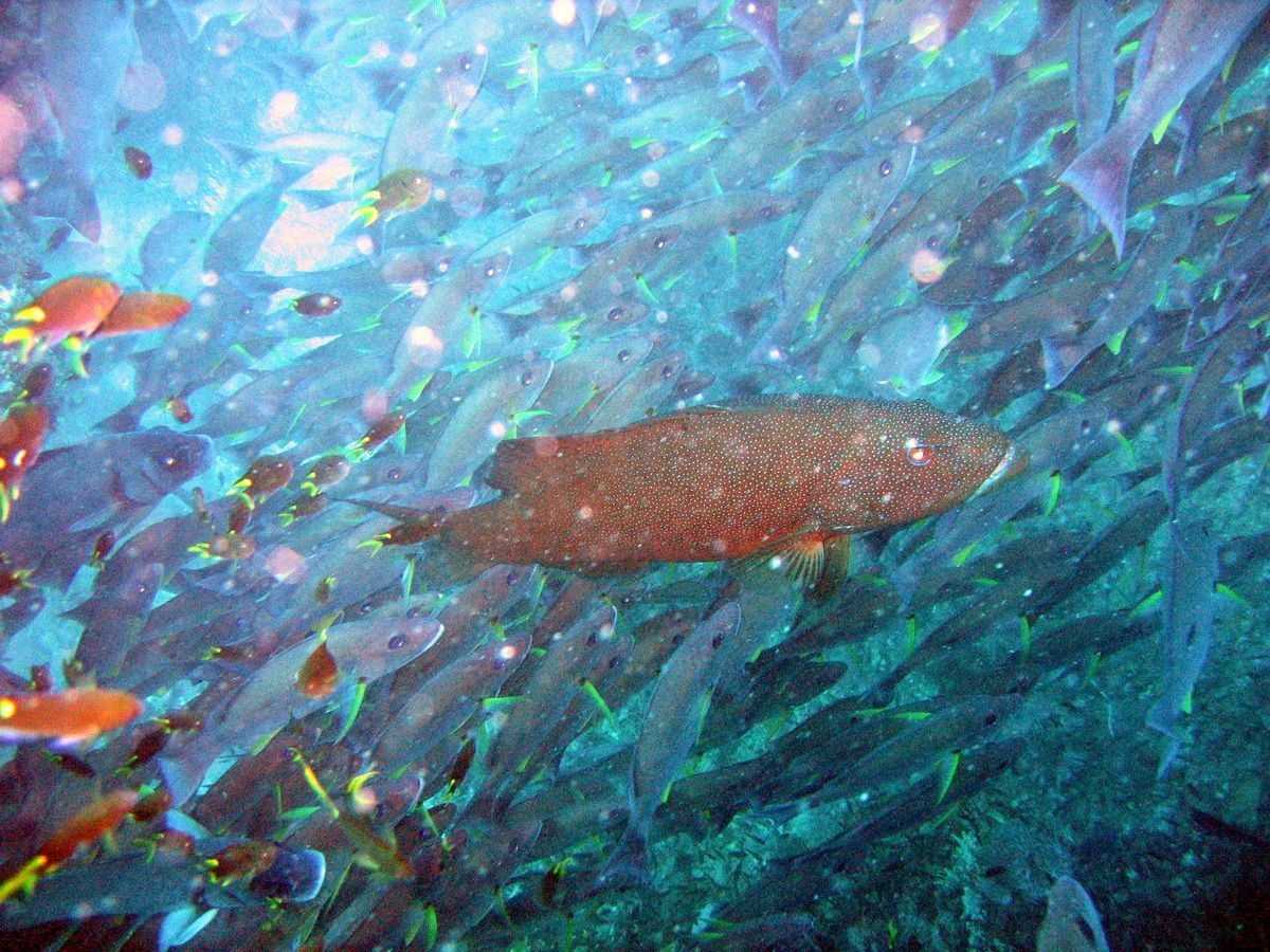 Australien, Tauchen, Scubadiving, Great Bareer Reef