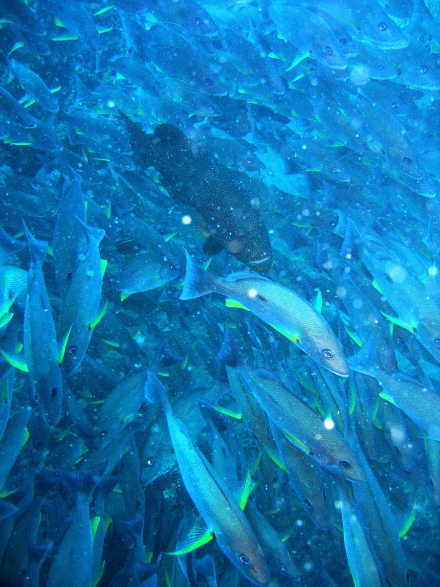 Australien, Tauchen, Scubadiving, Great Bareer Reef