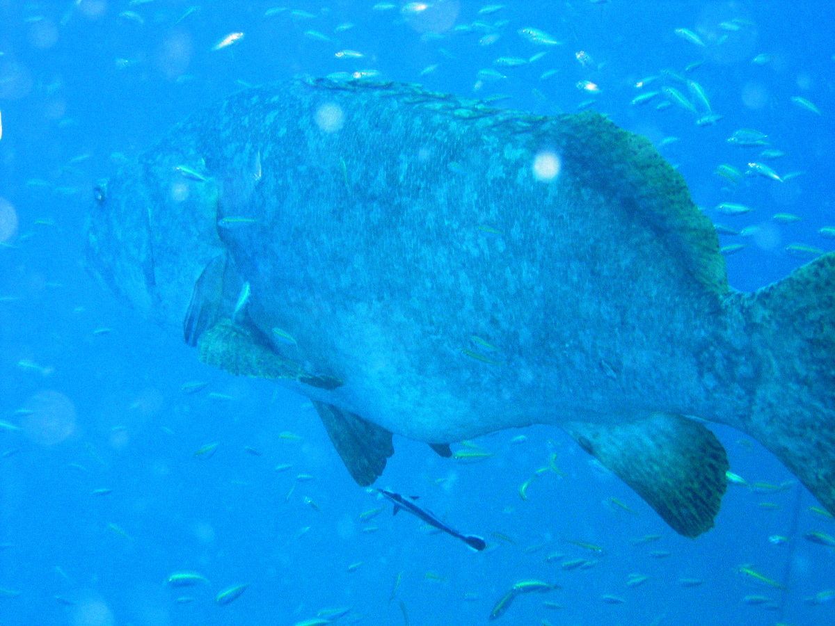 Australien, Tauchen, Scubadiving, Great Bareer Reef