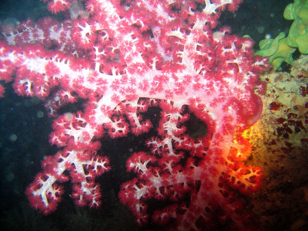 Koralle, Australien, Tauchen, Scubadiving, Great Bareer Reef