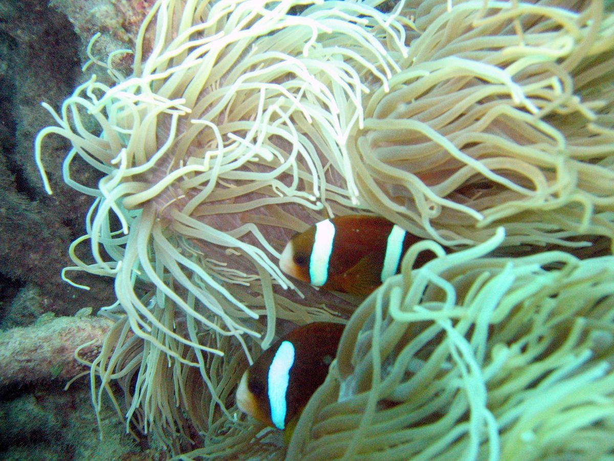 Anemonfisch, Australien, Tauchen, Scubadiving, Great Bareer Reef