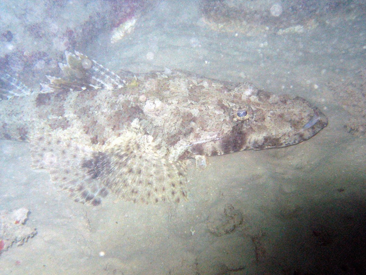 Australien, Tauchen, Scubadiving, Great Bareer Reef