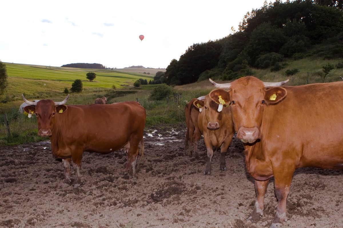Nürburgring, Ballon, Heißluftballon, Ballonfahrt, Kühe