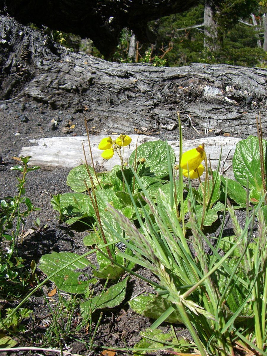 Südamerika, Argentinien, Patagonien, Trekking, Siete Lagos, Hartmut Ulrich