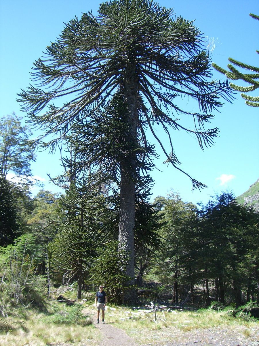 Südamerika, Argentinien, Patagonien, Trekking, Siete Lagos, Hartmut Ulrich