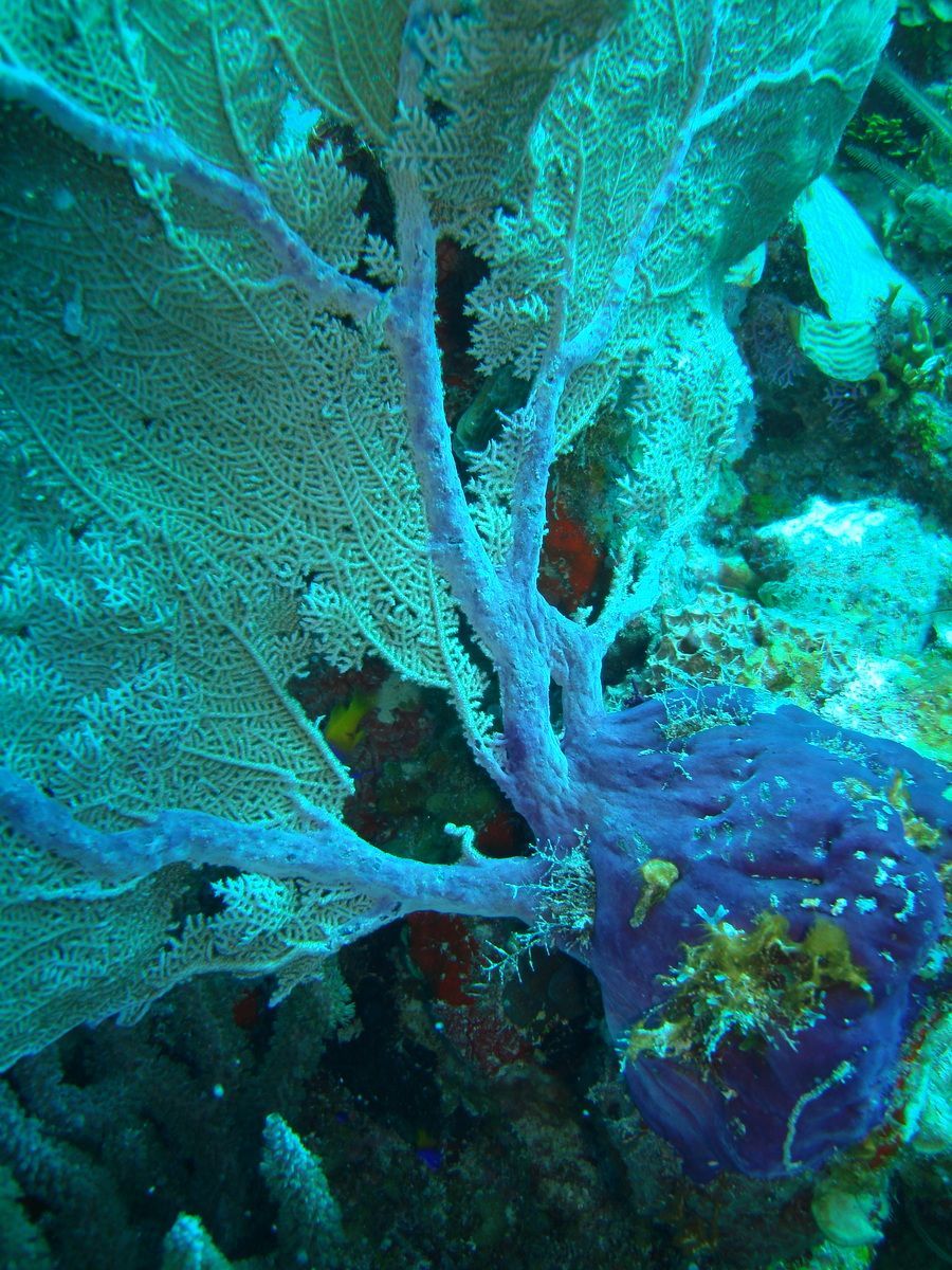 Belize, Tauchen, Scubadiving, Karibik