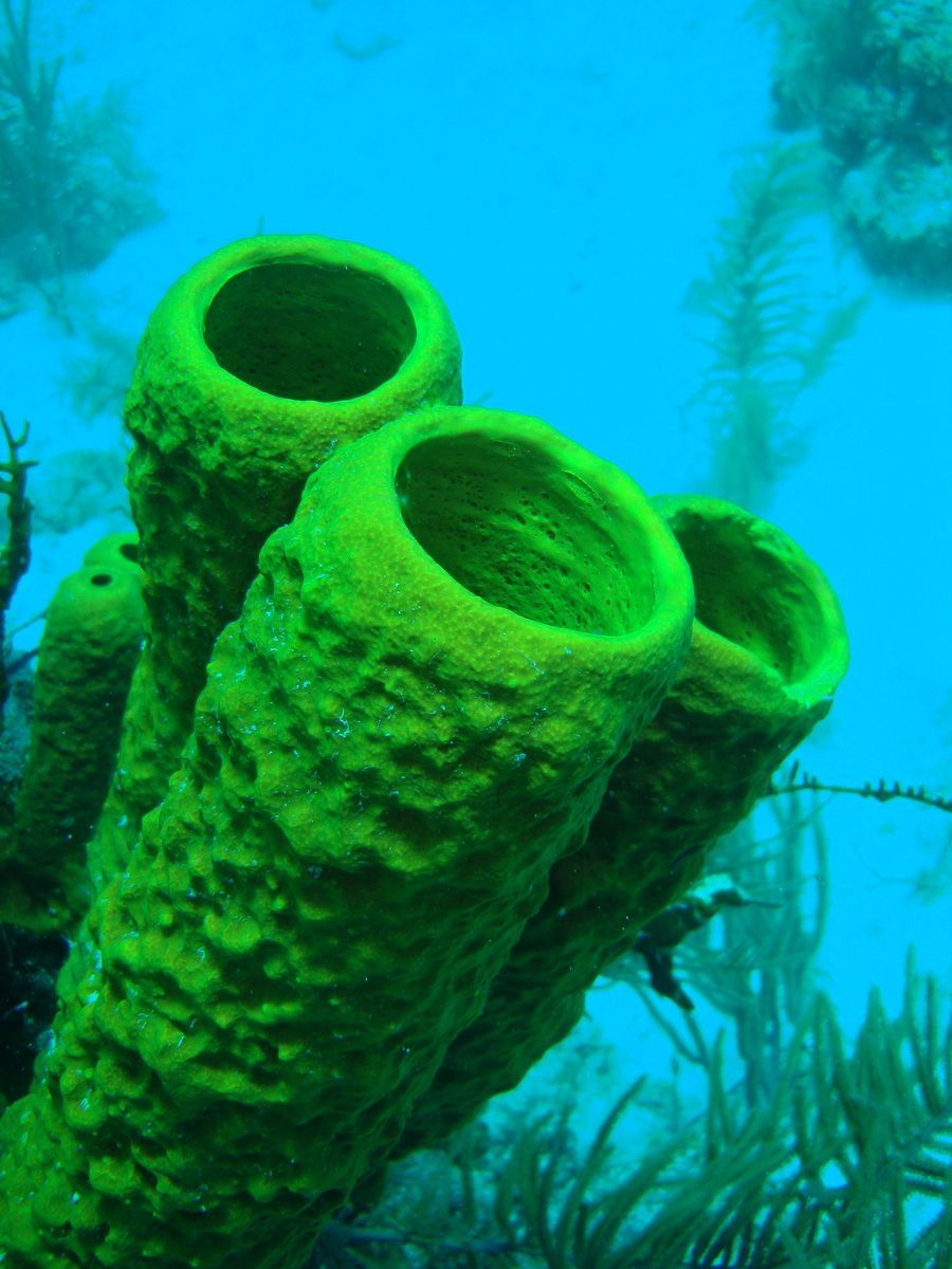 Belize, Tauchen, Scubadiving