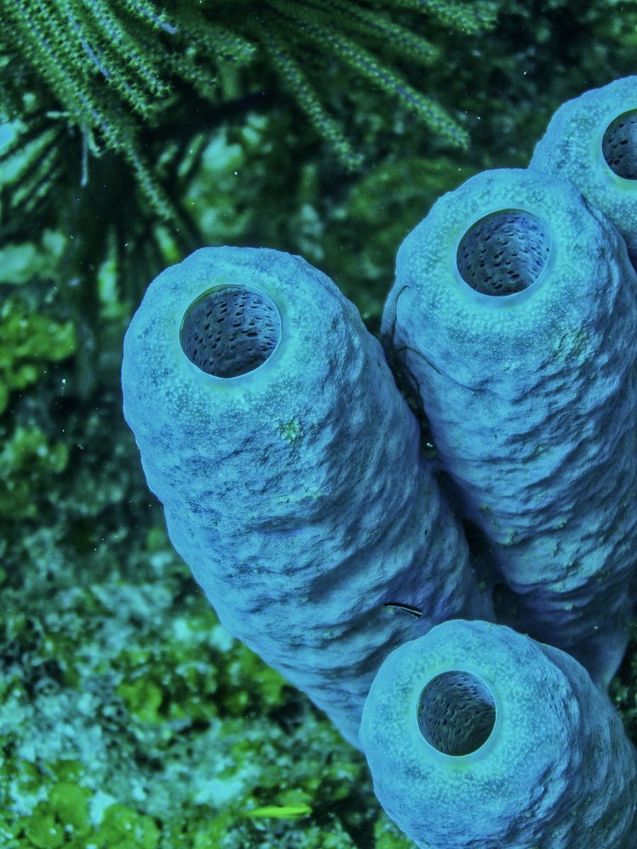 Belize, Tauchen, Scubadiving, Karibik