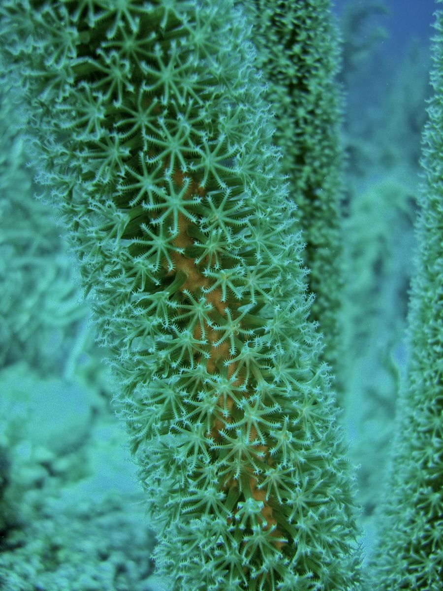 Belize, Tauchen, Scubadiving, Karibik