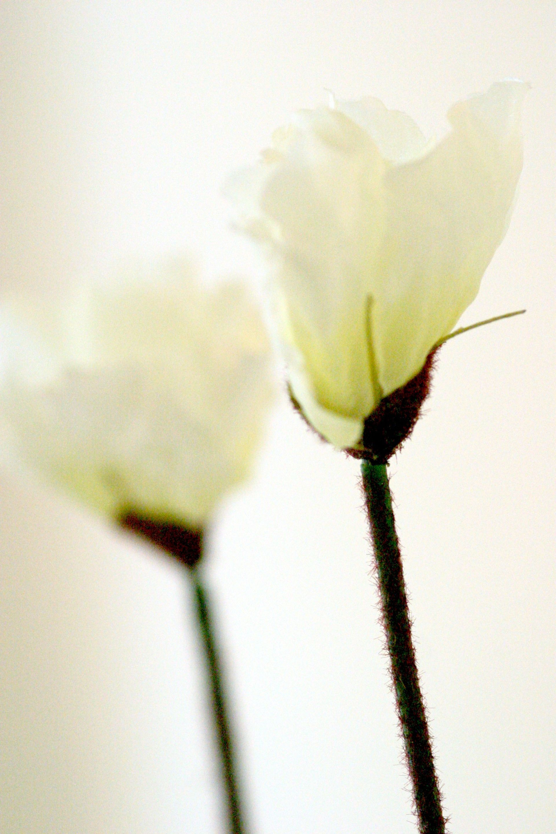 Blume