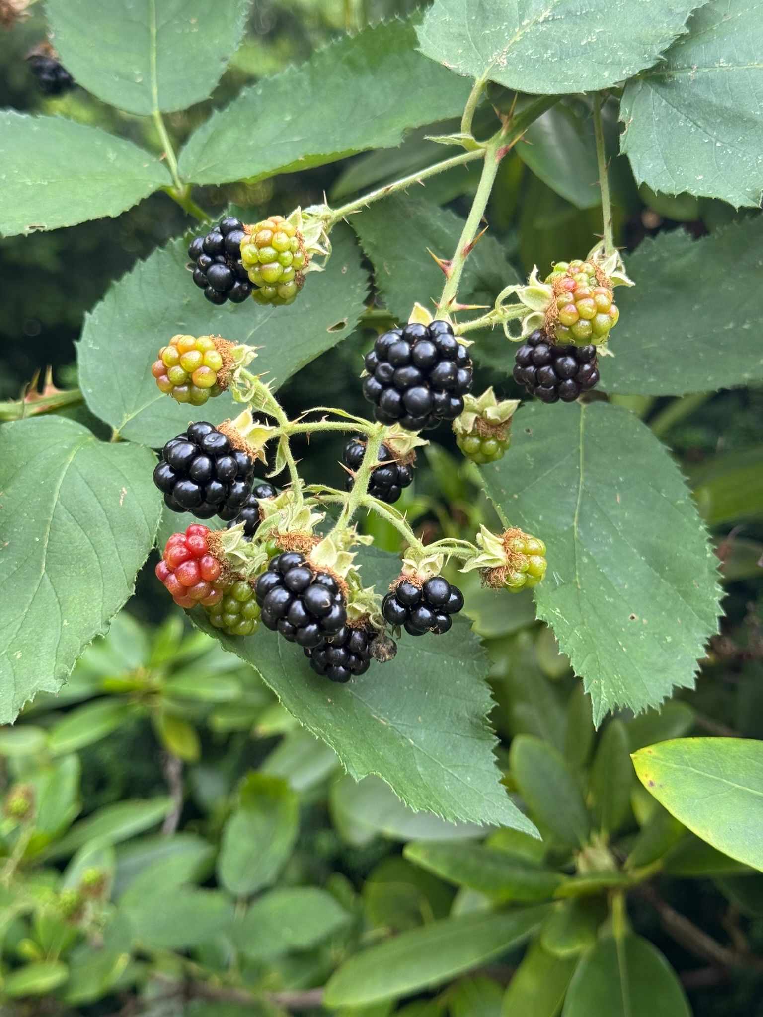 Brombeeren,  Hirschbeeren
