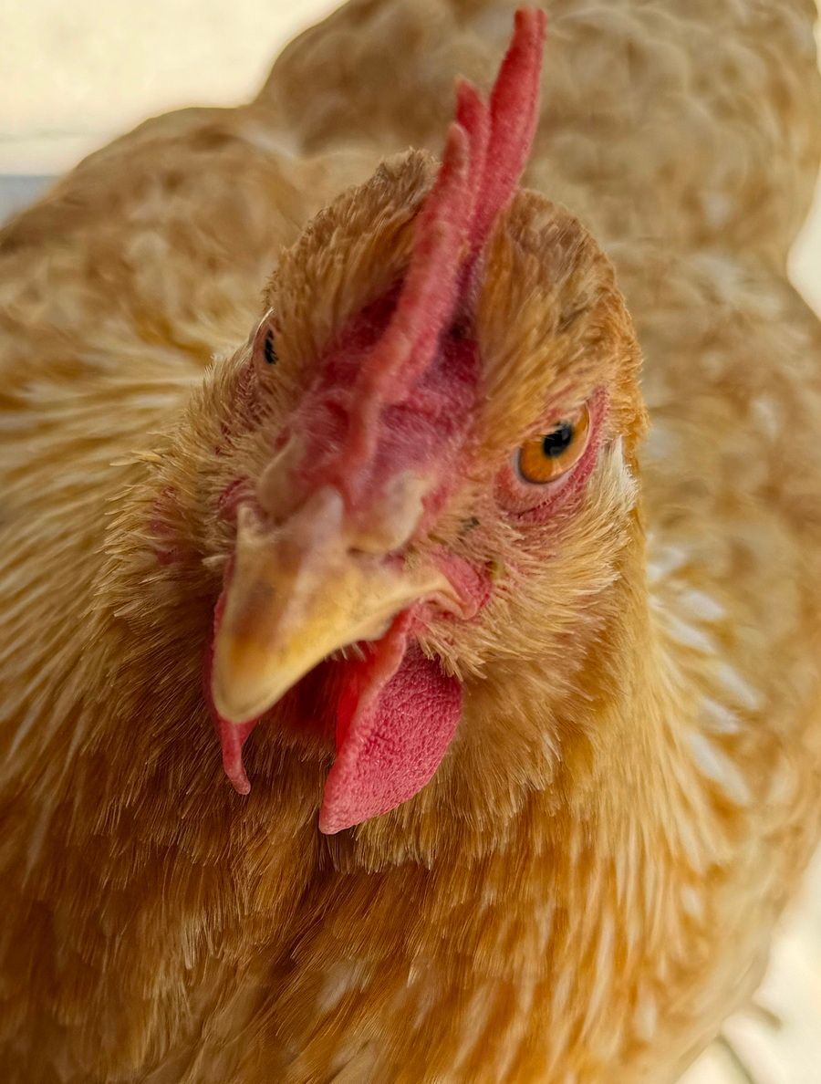 Huhn