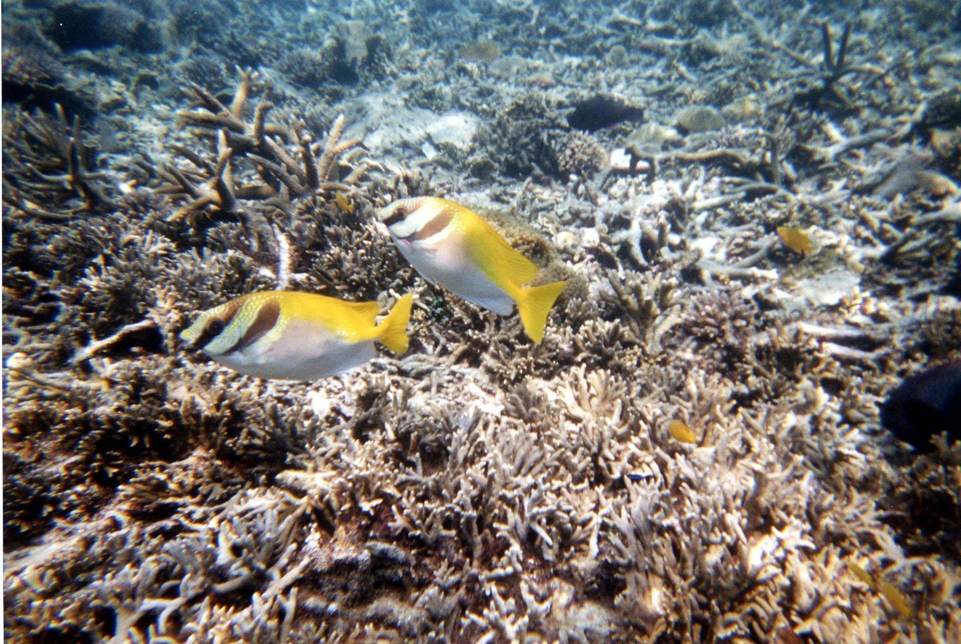 Malaysia, Tauchen, Scubadiving, Südchinesisches Meer, Perhentians