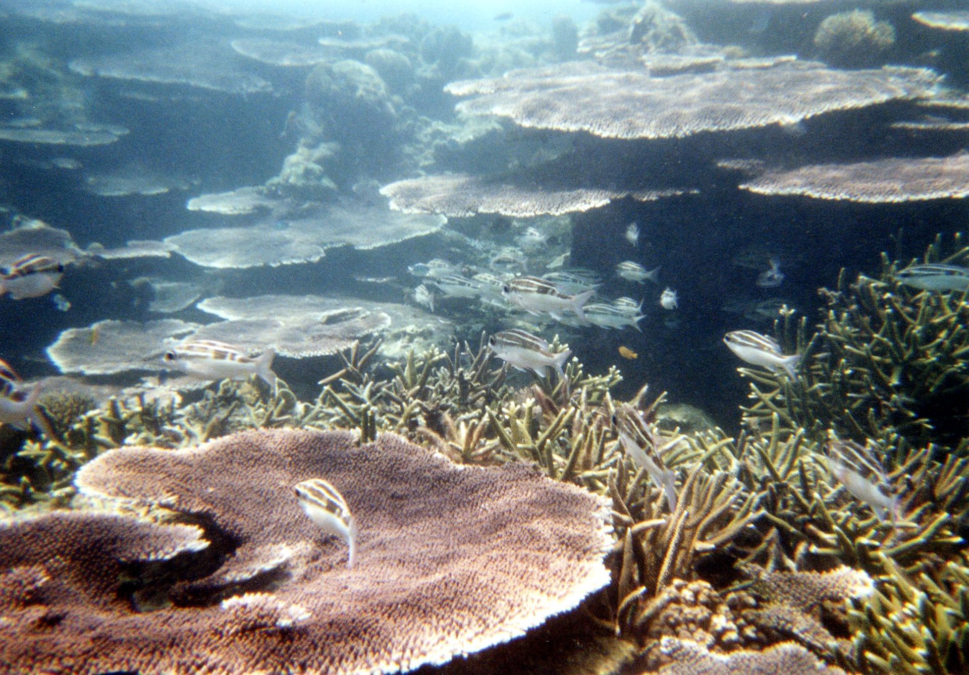 Malaysia, Tauchen, Scubadiving, Südchinesisches Meer, Perhentians