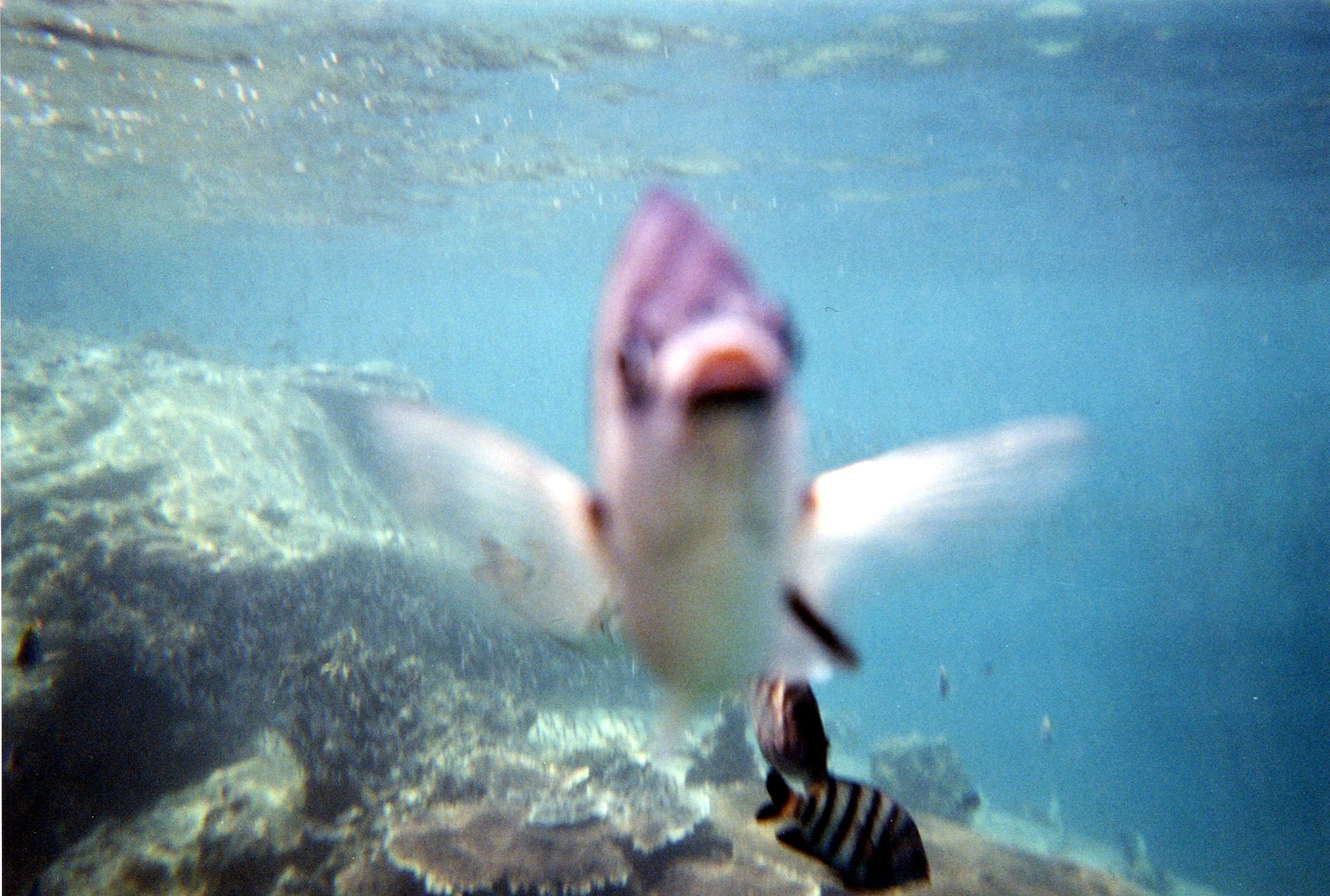 Malaysia, Tauchen, Scubadiving, Südchinesisches Meer, Perhentians