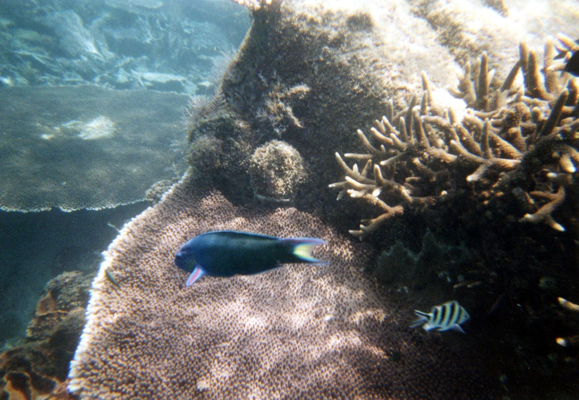 Malaysia, Tauchen, Scubadiving, Südchinesisches Meer, Perhentians