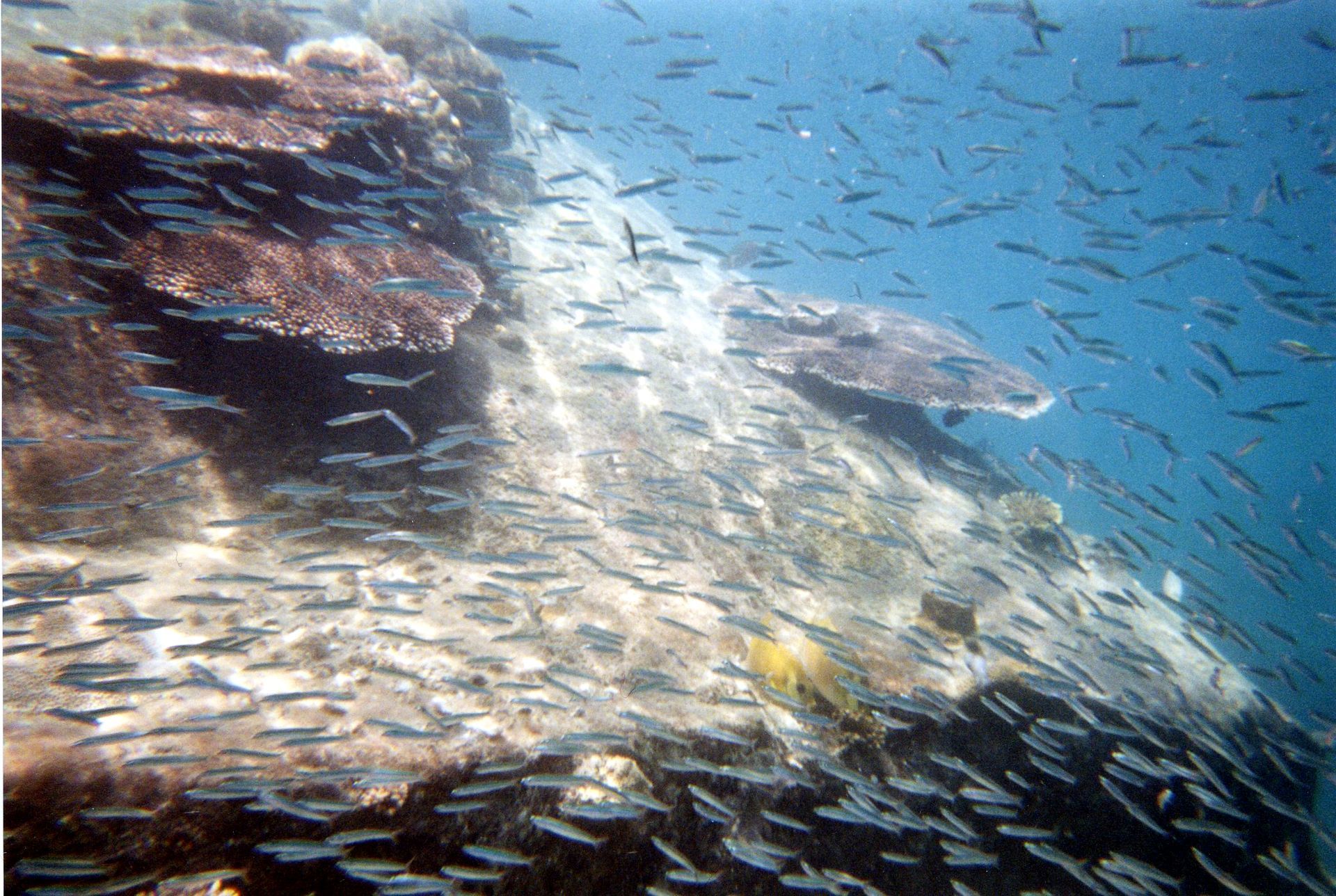 Malaysia, Tauchen, Scubadiving, Südchinesisches Meer, Perhentians