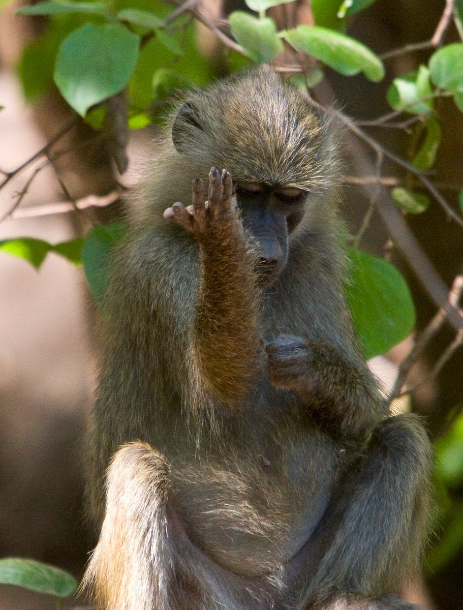 Ostafrika, Tansania, Kenia, Safari, Tierfoto, Lake Manyara, Affe, Pavian